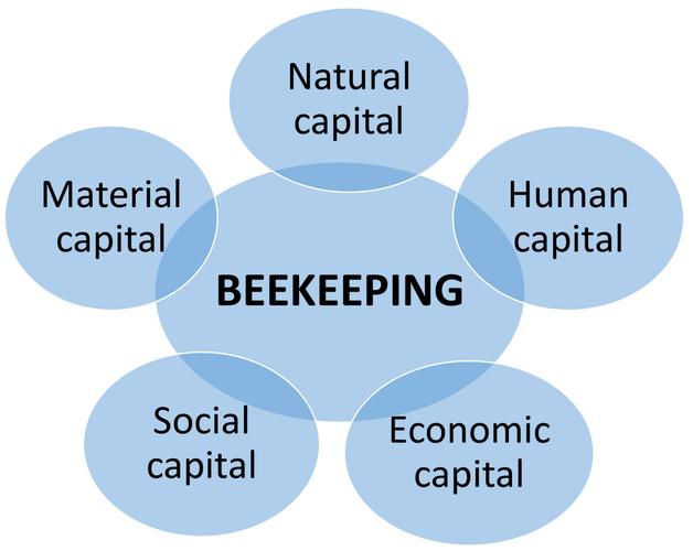 前沿综述养蜂在商品和服务生产中的环境社会经济和社会文化效益